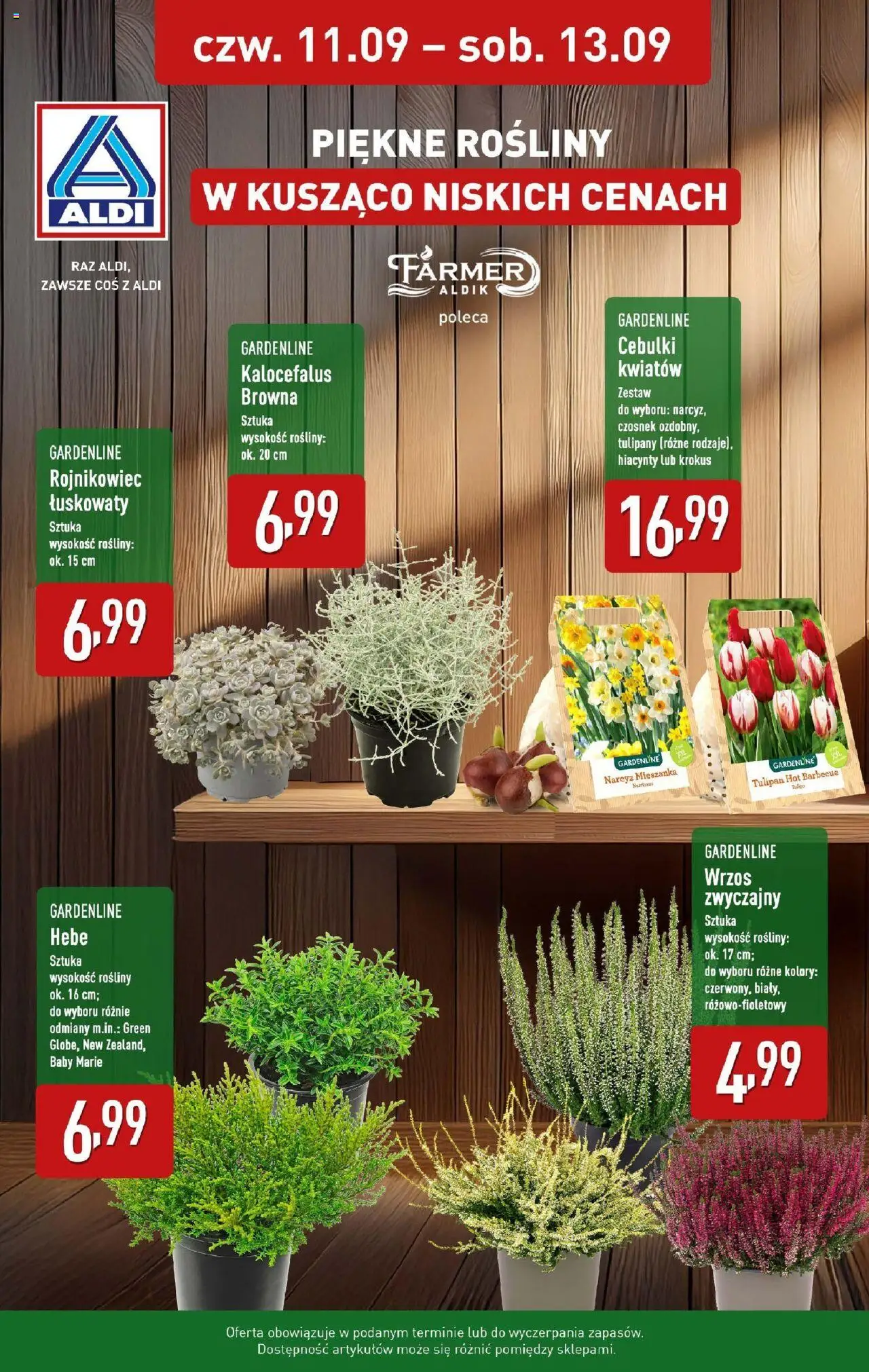 Aldi Piękne rośliny od 11.09.2025 - Nowa Gazetka - Numer strony 1