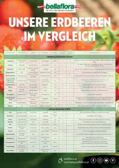 Vorschau der Angebote: bellaflora Sorten Erdbeeren gültig ab 13.02.2023