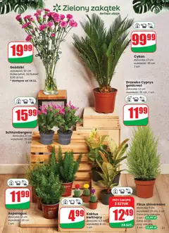 Pogląd gazetki "Gazetka" ze sklepu Dino ważnej od 12.11.2025 | Strona: 51