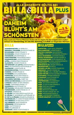Vorschau der Angebote: Billa BILLA: Blumen gültig ab 08.04.2026