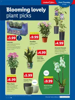 Preview of Lidl Lidl Weekly valid from 31/07/2025 | Page: 19