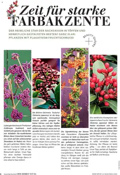 Vorschau der Angebote: Dehner Flugblatt gültig ab 10.10.2025 | Seite: 6