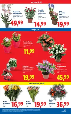 Previzualizarea de cataloage: Lidl Catalog nou valabil de la 08.12.2025 | Pagina: 57