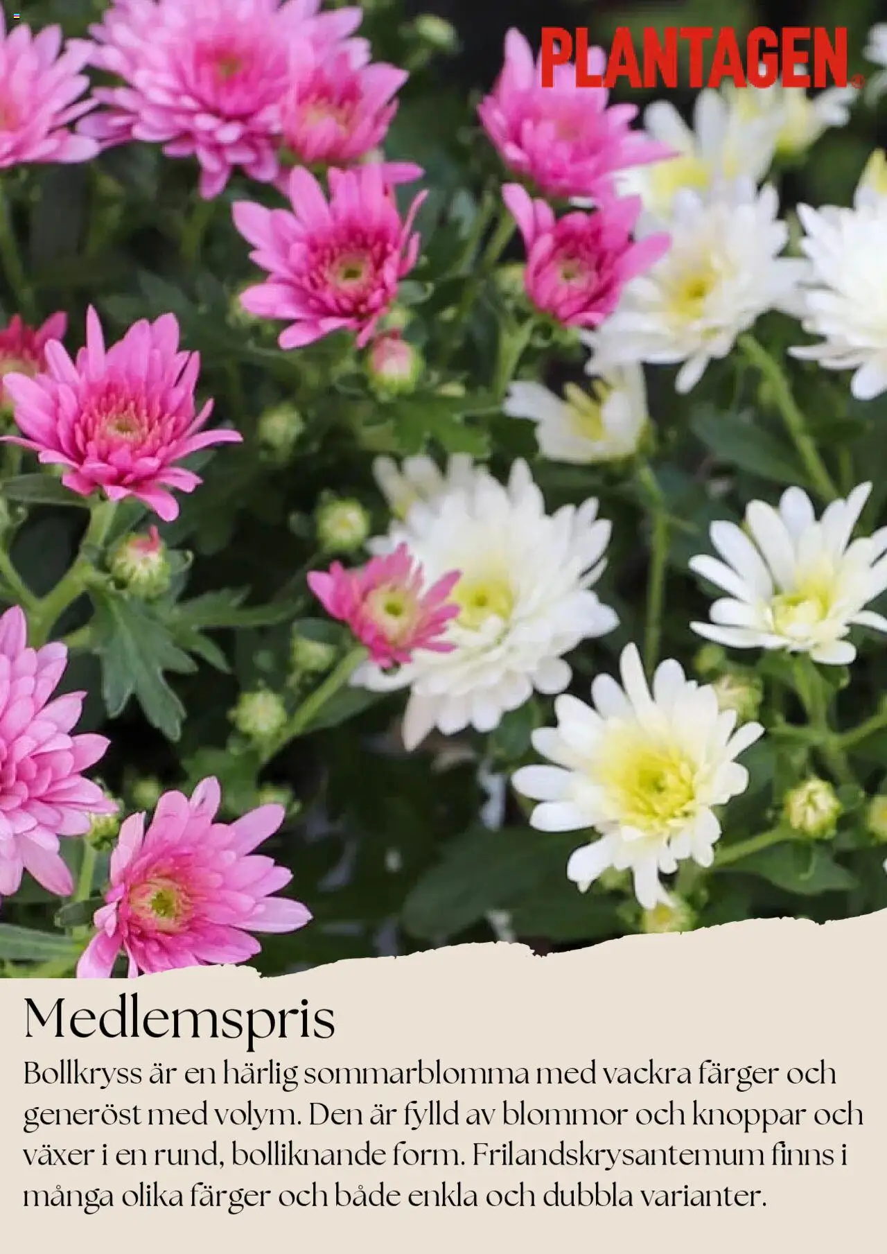 Aktuella reklamblad Plantagen är giltig 01/08 2025 > Veckans Erbjudanden gäller från 01/08/2025 till 31/08/2025 sidnummer 1 - Blommor