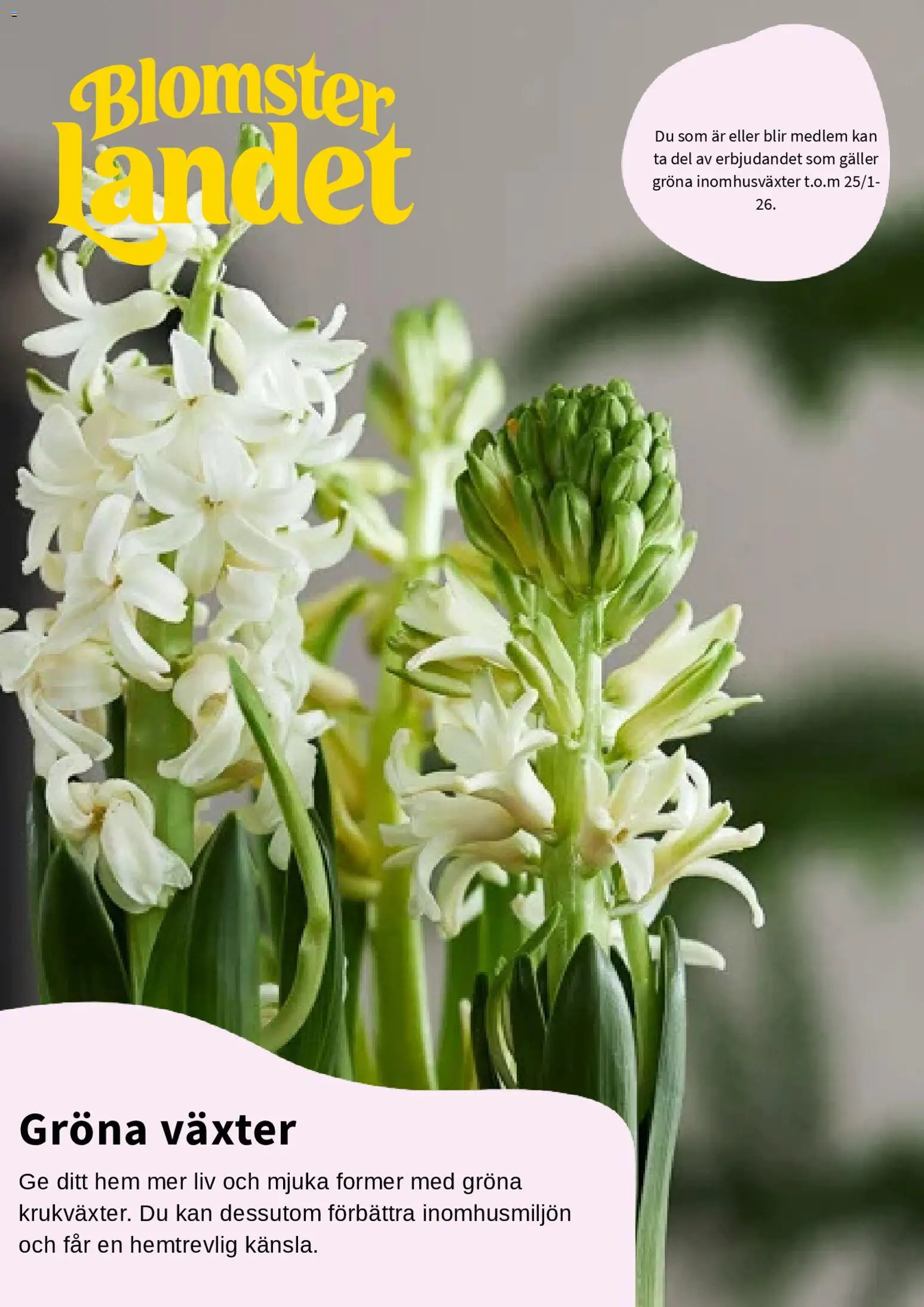 Förhandsgranska reklamblad Aktuella reklamblad Blomsterlandet från butik Blomsterlandet gäller från 15/01/2026