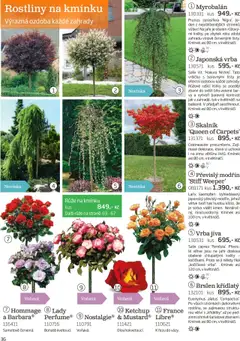 Náhled nabídky: Starkl Katalog podzim 2025 platný od 01.08.2025 | Strana: 36