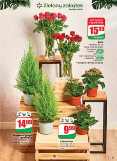 Pogląd gazetki "Gazetka" ze sklepu Dino ważnej od 05.11.2025 | Strona: 53