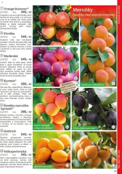 Náhled nabídky: Starkl Katalog podzim 2025 platný od 01.08.2025 | Strana: 25