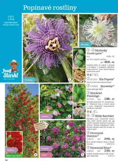 Náhled nabídky: Starkl Katalog podzim 2025 platný od 01.08.2025 | Strana: 42