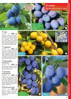 Náhled nabídky: Starkl Katalog podzim 2025 platný od 01.08.2025 | Strana: 27