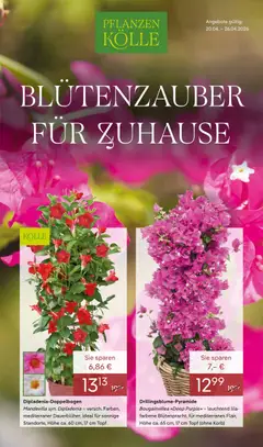 Vorschau von dem Prospekt des Geschäftes Pflanzen-Kölle, gültig ab dem 20.04.2026