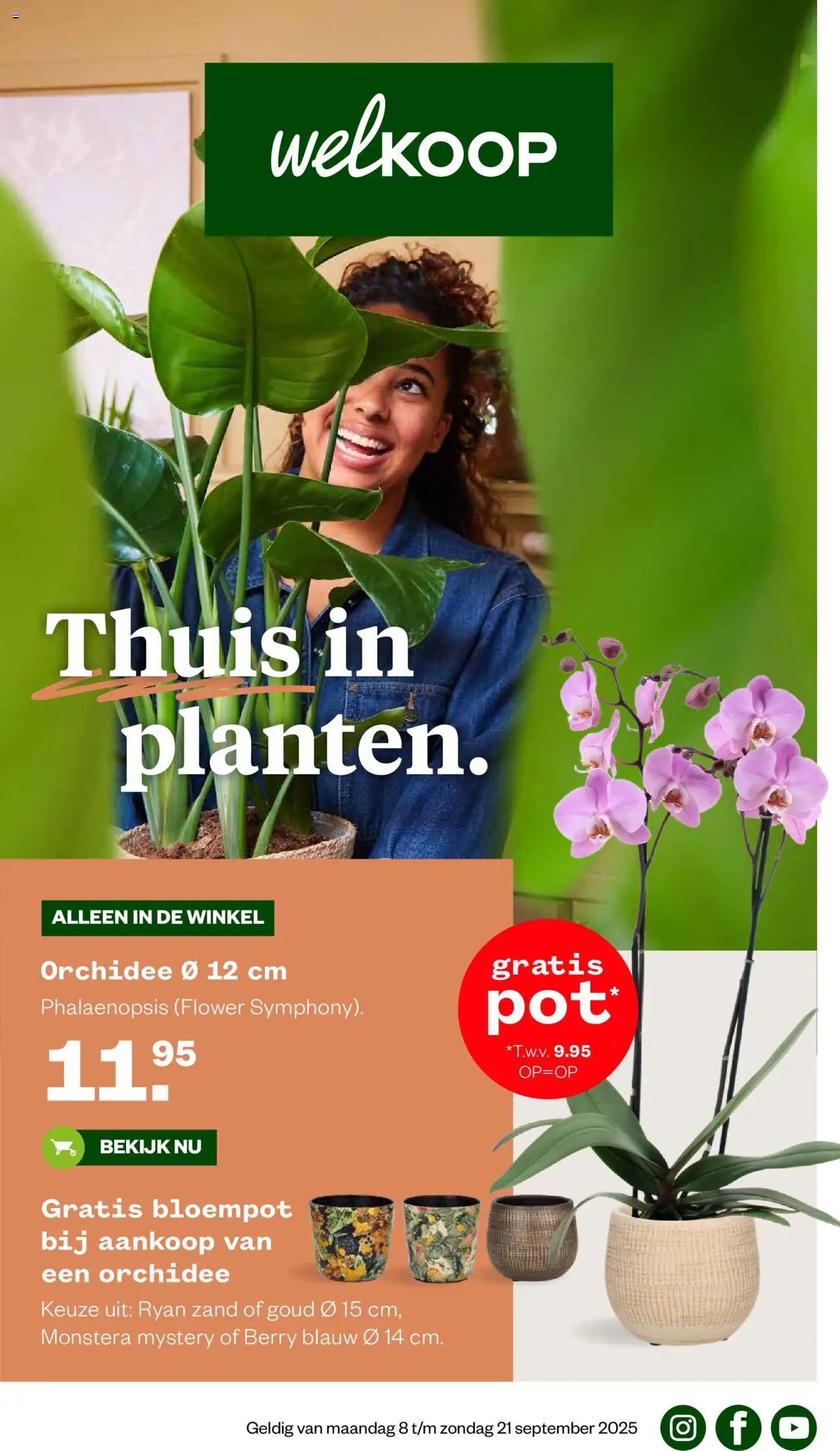 Voorbeeld van Folder van winkel Welkoop geldig vanaf 08-09-2025 - Orchidee