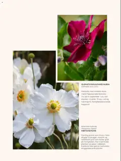 Forhåndsvis Kundeavis fra butikk Plantasjen gyldig fra 25/07/2025 | Side: 22