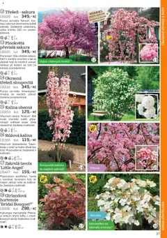 Náhled nabídky: Starkl Katalog podzim 2025 platný od 01.08.2025 | Strana: 37