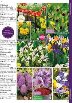 Náhled nabídky: Starkl Katalog podzim 2025 platný od 01.08.2025 | Strana: 55