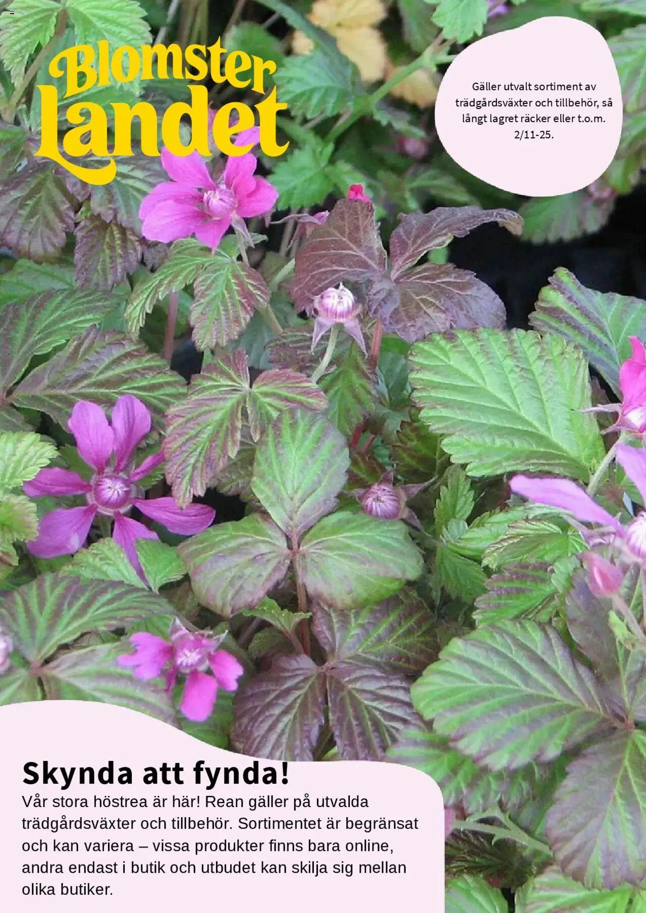 Aktuella reklamblad Blomsterlandet är giltig 01/10 2025 > Veckans Erbjudanden gäller från 01/10/2025 till 02/11/2025 sidnummer 1