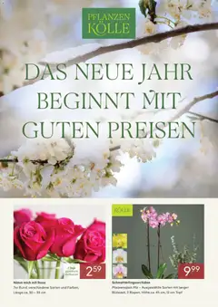 Vorschau von dem Prospekt des Geschäftes Pflanzen-Kölle, gültig ab dem 31.12.2025