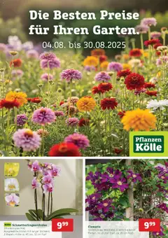 Vorschau von dem Prospekt des Geschäftes Pflanzen-Kölle, gültig ab dem 04.08.2025