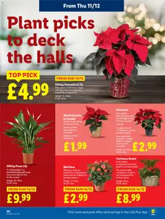 Preview of Lidl Lidl Weekly valid from 11/12/2025 | Page: 22