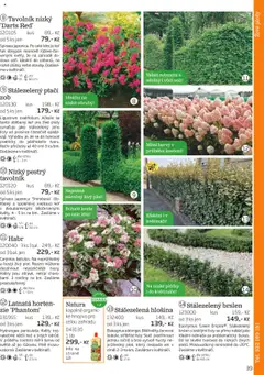 Náhled nabídky: Starkl Katalog podzim 2025 platný od 01.08.2025 | Strana: 39