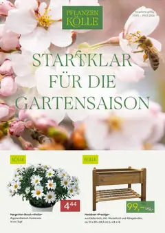 Vorschau von dem Prospekt des Geschäftes Pflanzen-Kölle, gültig ab dem 23.03.2026