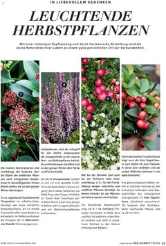 Vorschau der Angebote: Dehner Flugblatt gültig ab 10.10.2025 | Seite: 23