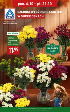 Pogląd gazetki "Chryzantemy" ze sklepu Aldi ważnej od 06.10.2025