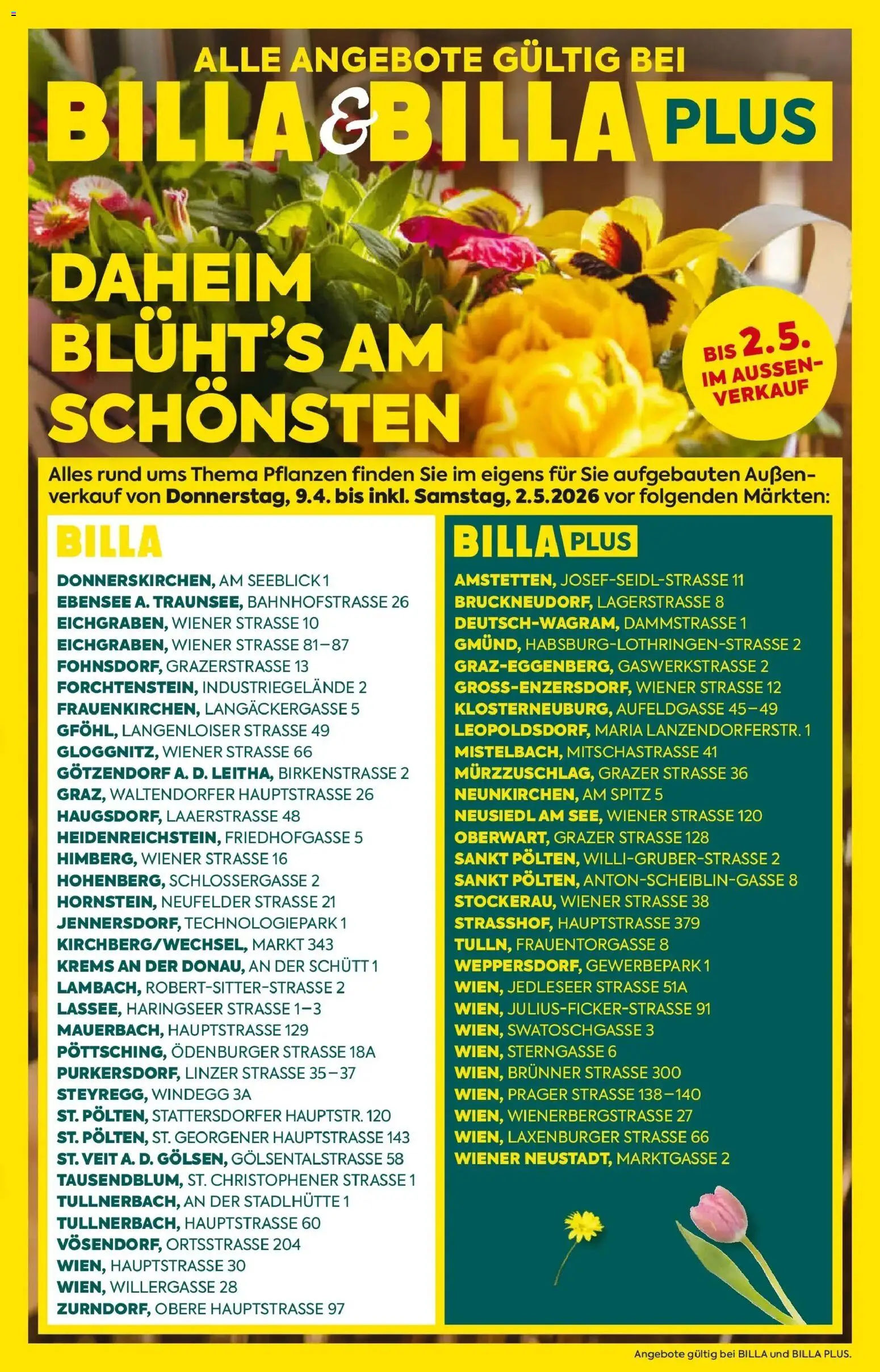 Vorschau der Angebote: Billa BILLA: Blumen gültig ab 08.04.2026