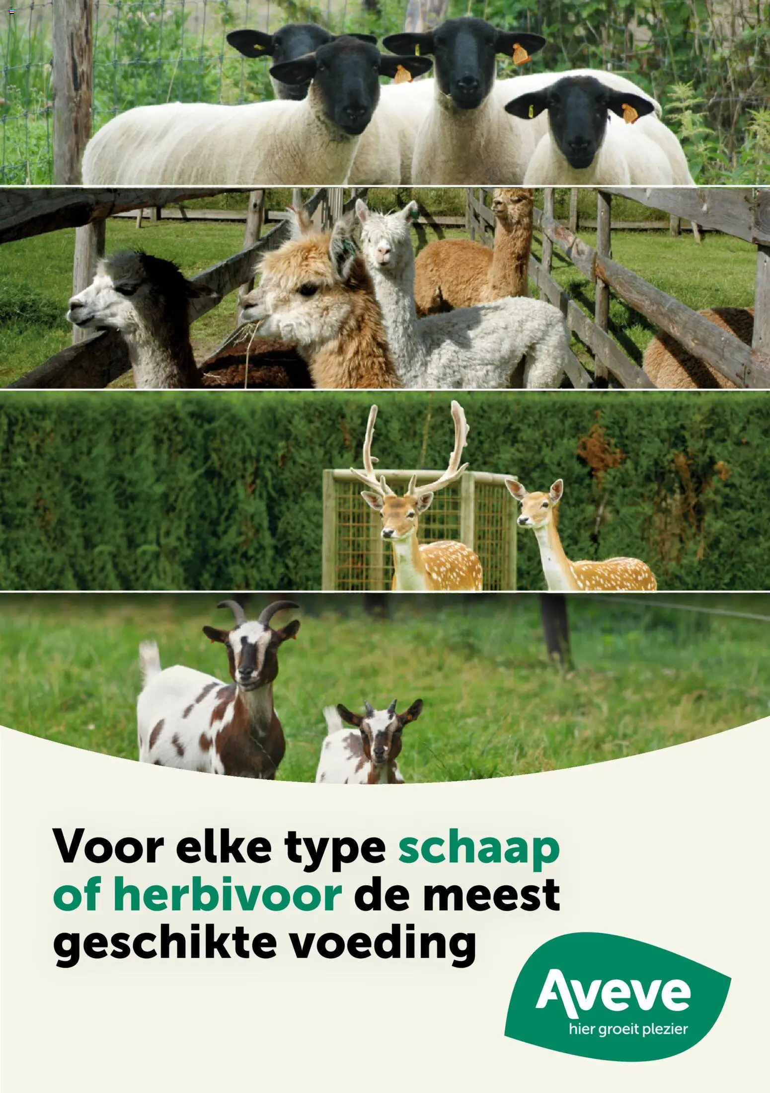Voorbeeld van Aveve Gids kleine herkauwers van winkel Aveve geldig vanaf 23/02/2026