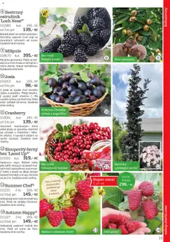 Náhled nabídky: Starkl Katalog podzim 2025 platný od 01.08.2025 | Strana: 15