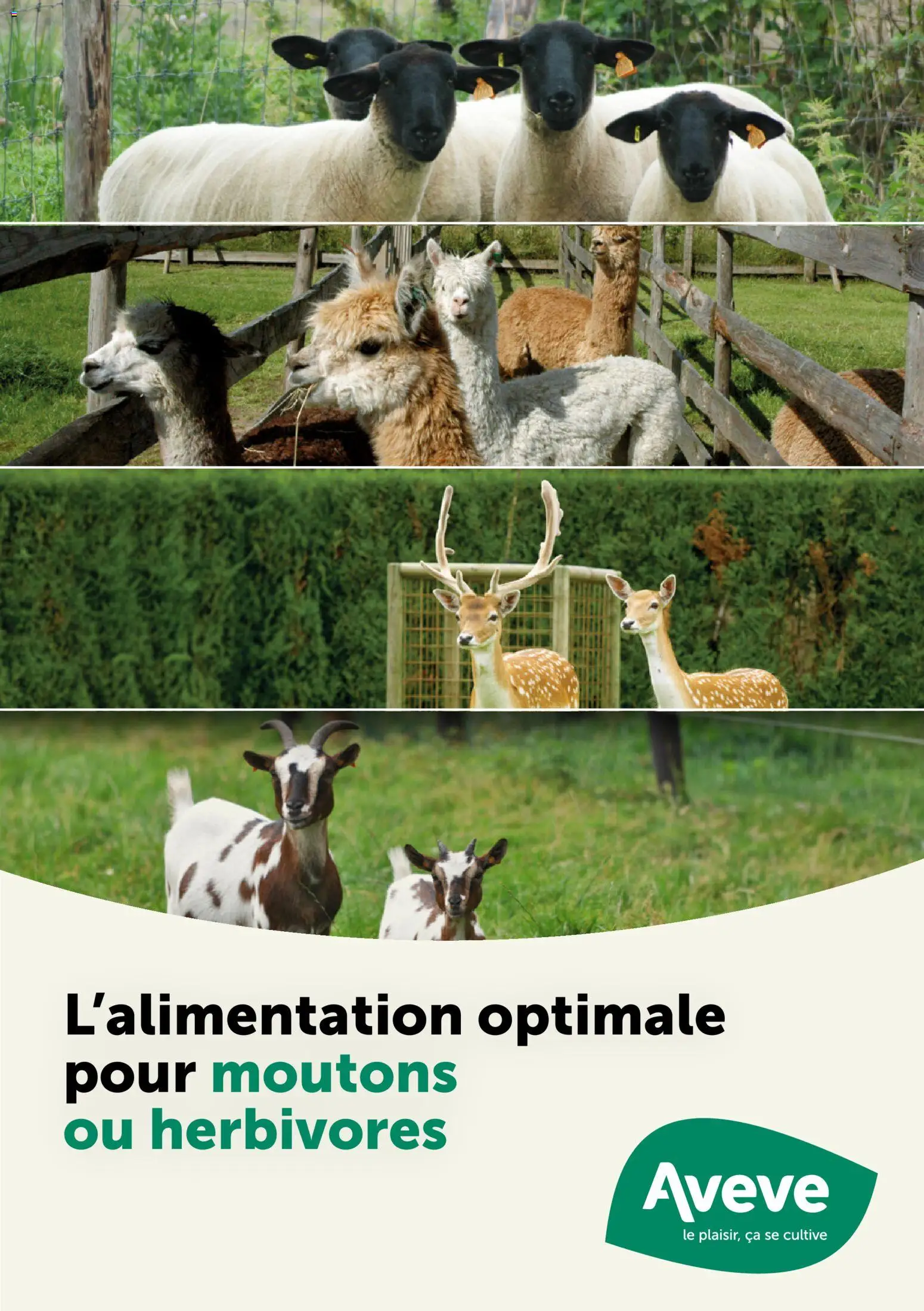 Voorbeeld van Guide petits ruminants van winkel Aveve geldig vanaf 09/02/2026