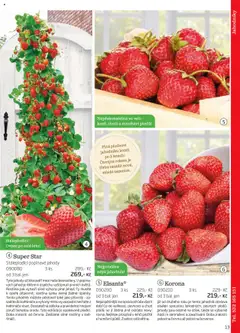 Náhled nabídky: Starkl Katalog podzim 2025 platný od 01.08.2025 | Strana: 13